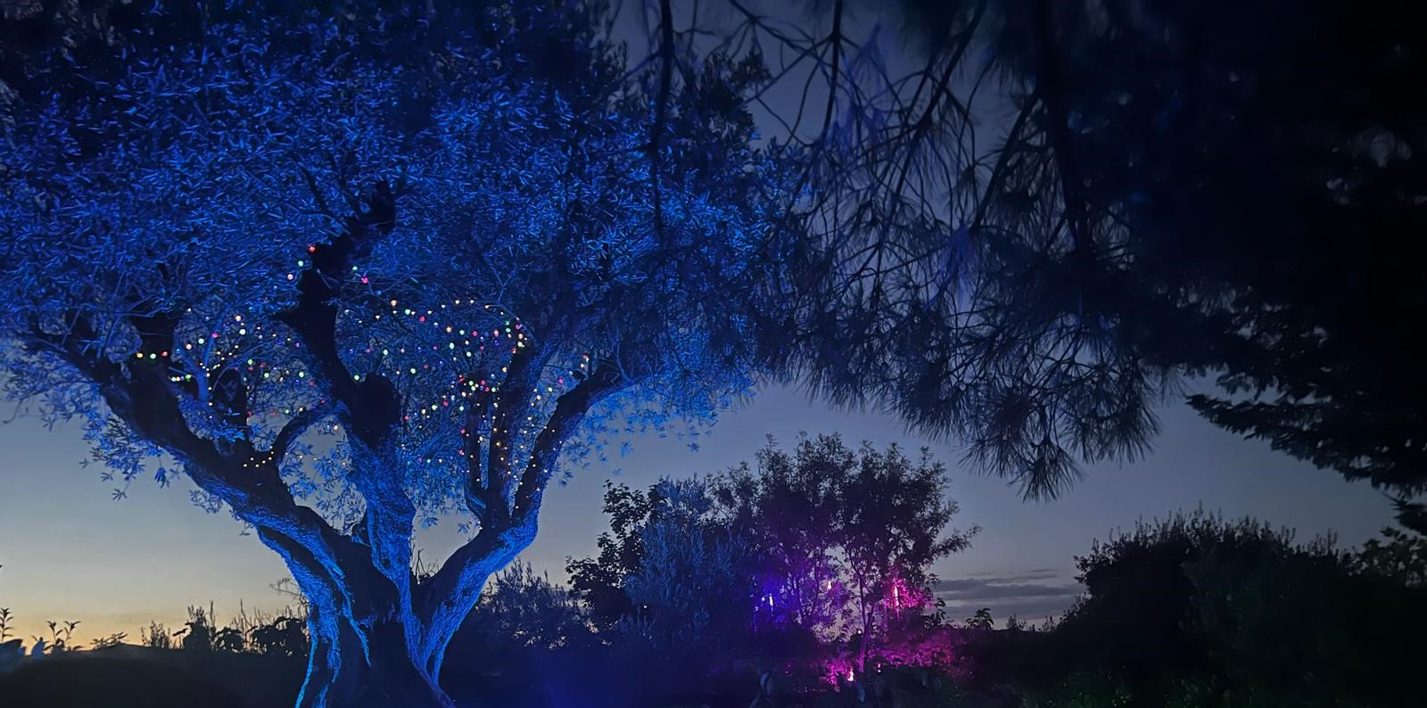 el bosque encantado luces