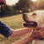 Las mejores residencias caninas de Madrid