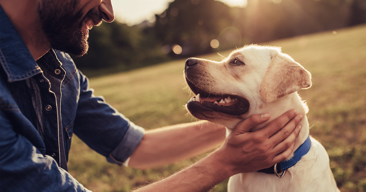la mejor residencia canina de madrid